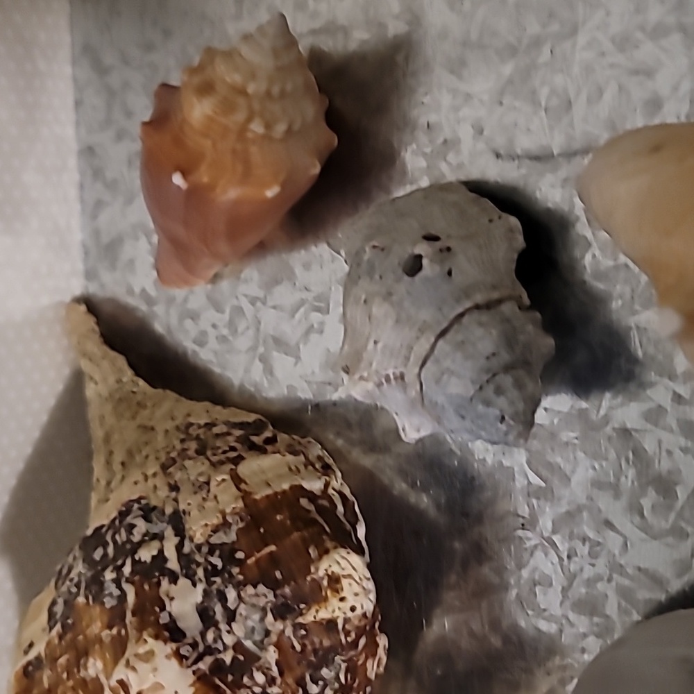 Shell Bundle Atlantic - Picture 4 of 9